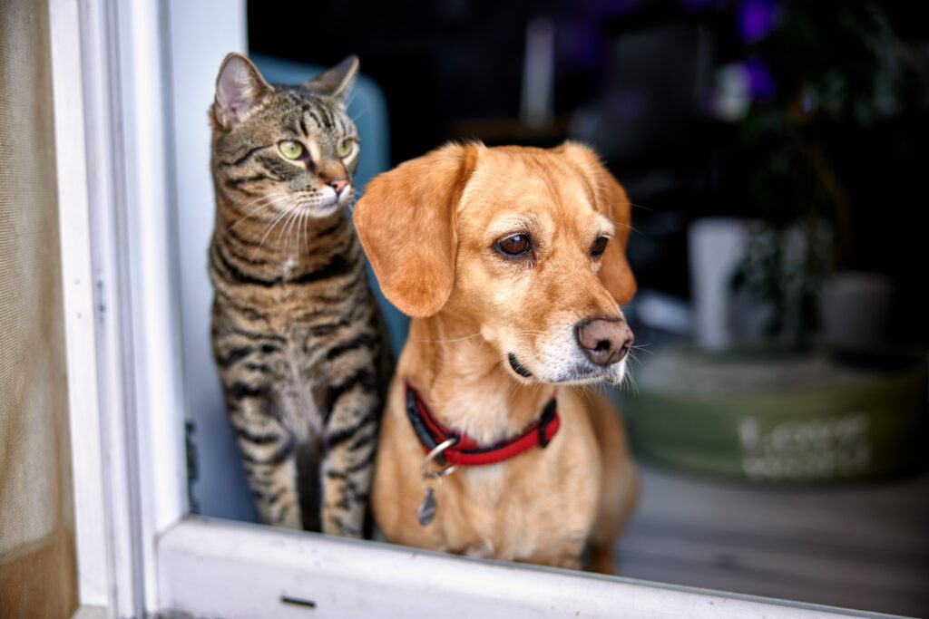Cat and dog looking out from open door