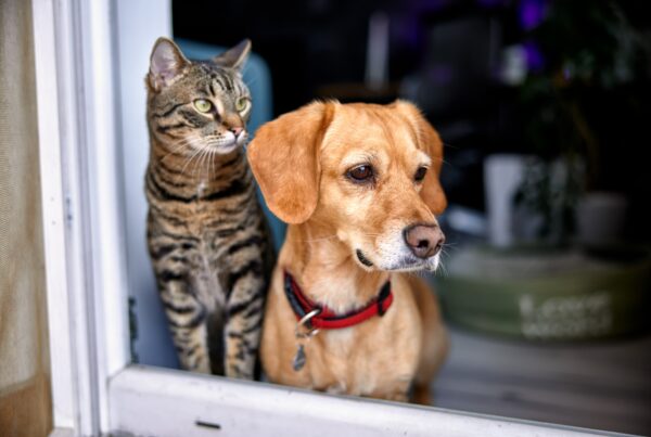 Cat and dog looking out from open door