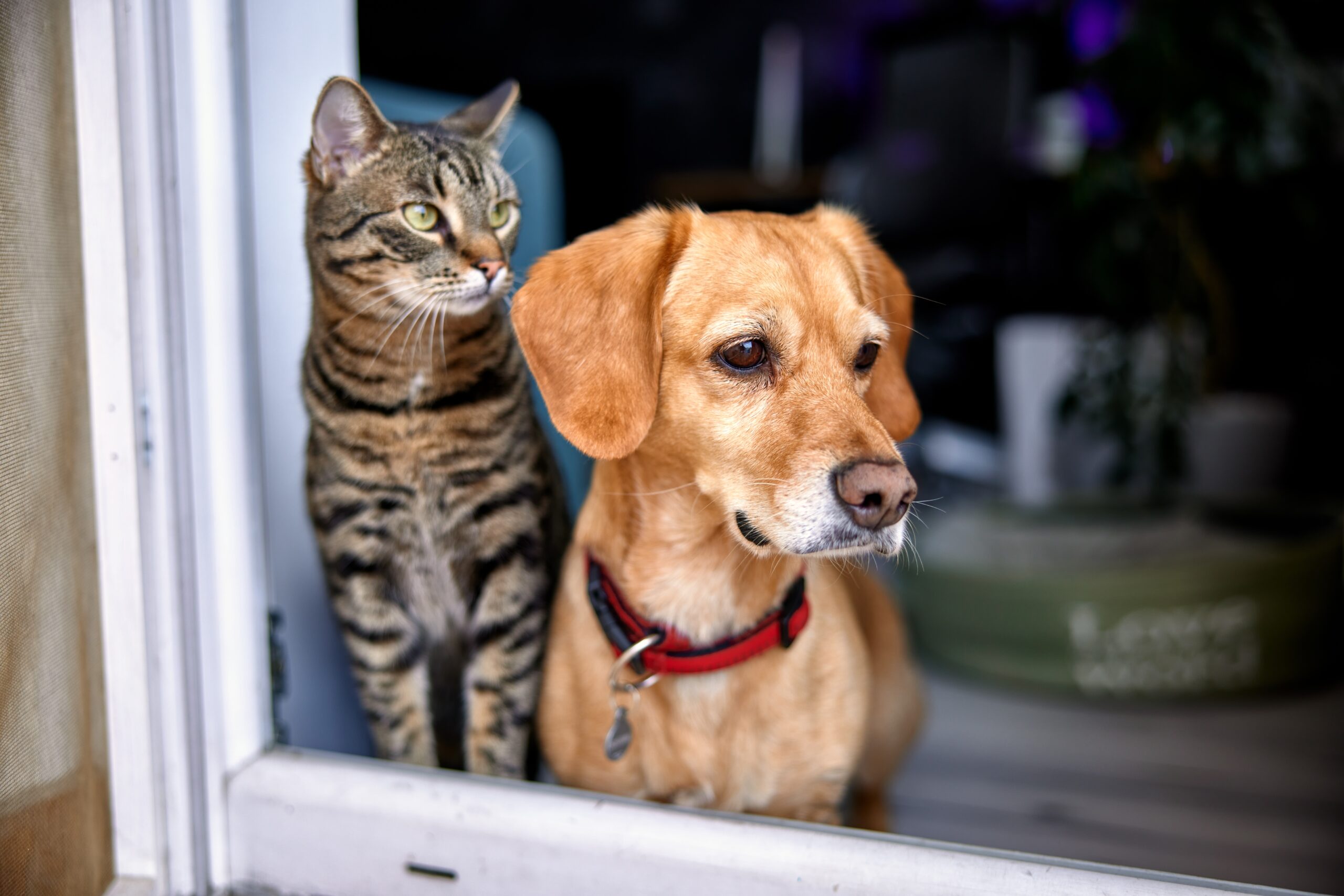 Cat and dog looking out from open door